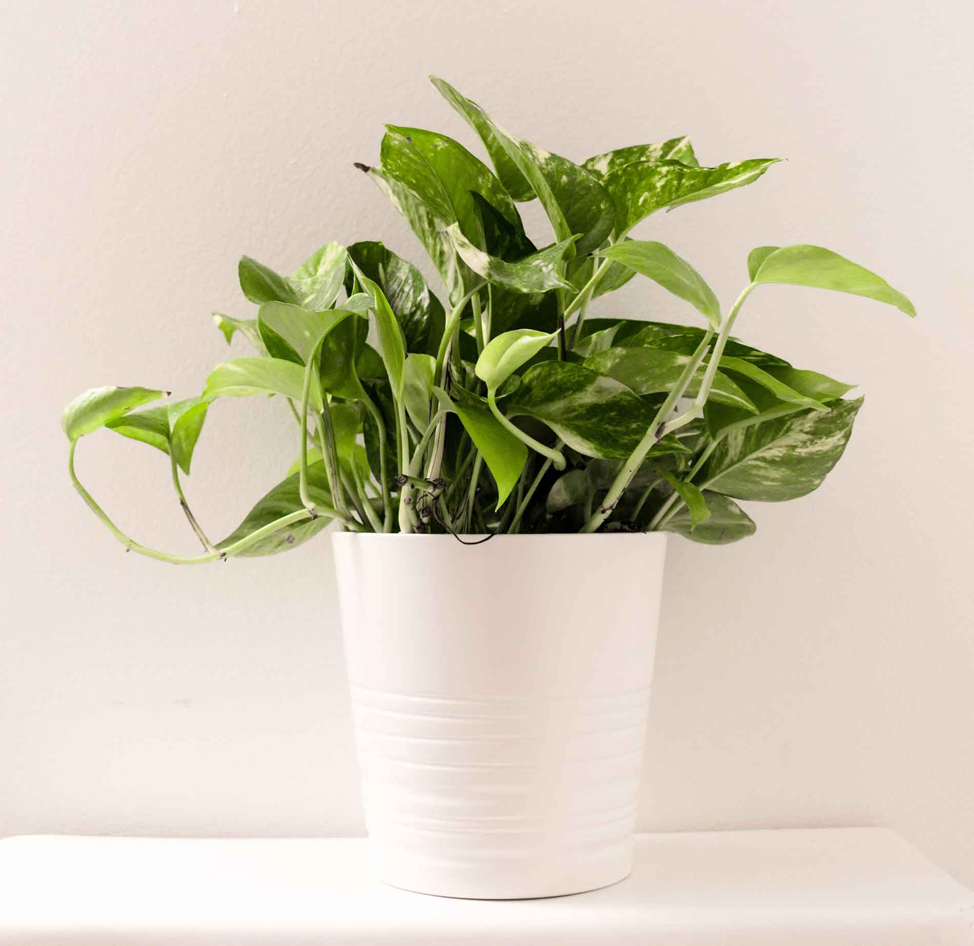 ivy plant sitting on a table